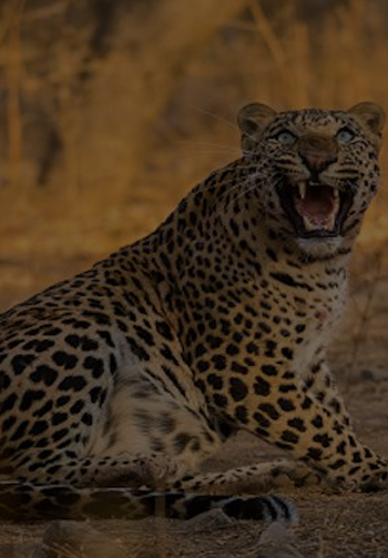 Best Resort in Jawai